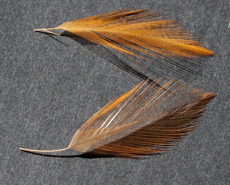 RAB_1-18_SPADE_HACKLES1