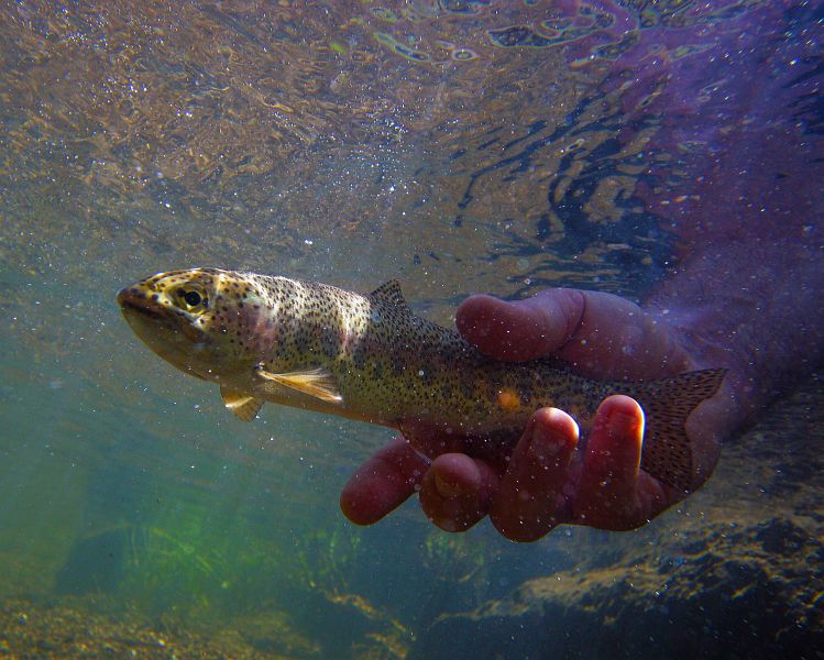 Releasing_a_Gateshead_rainbow_trout
