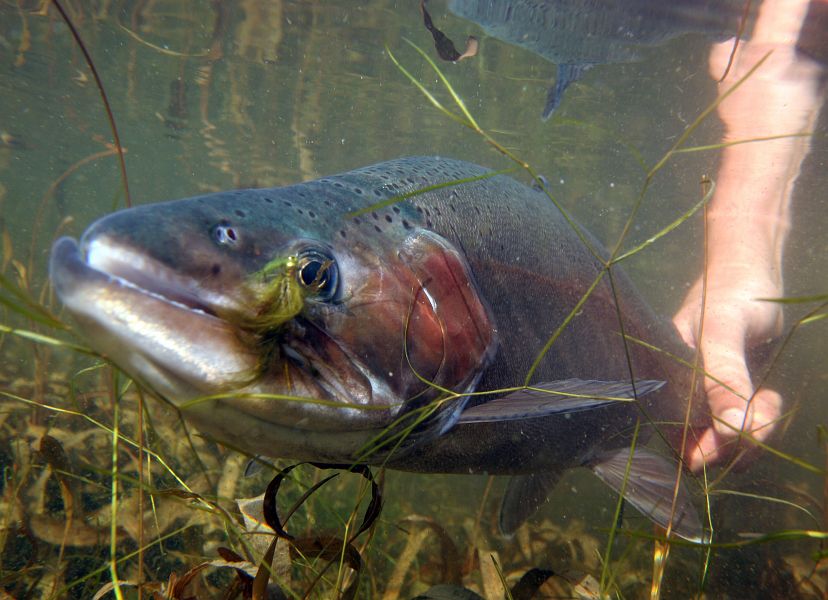 The_Birkhall_rainbow_taken_on_a_damselfly_imitation-12