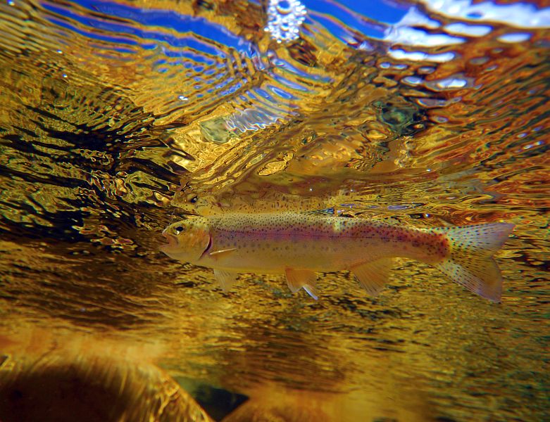 multicoloured_surface