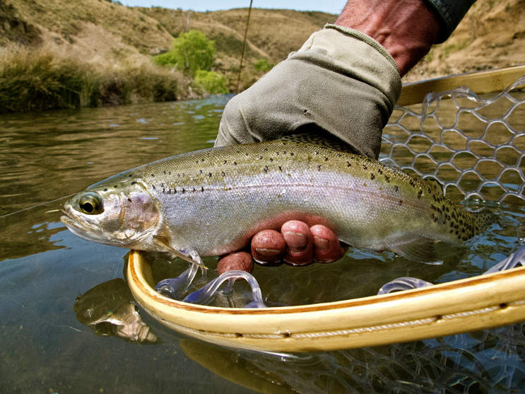 Deep-sided Sterkspruit rainbow