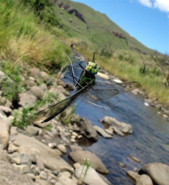 Dragonfly_caught_in_tippet_2