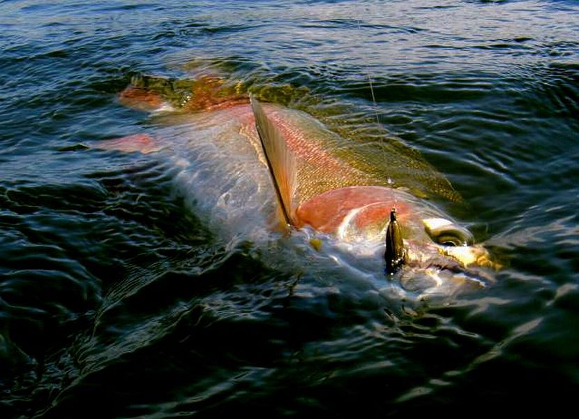 Dullies_trout_by_Gerhard_Delport-1