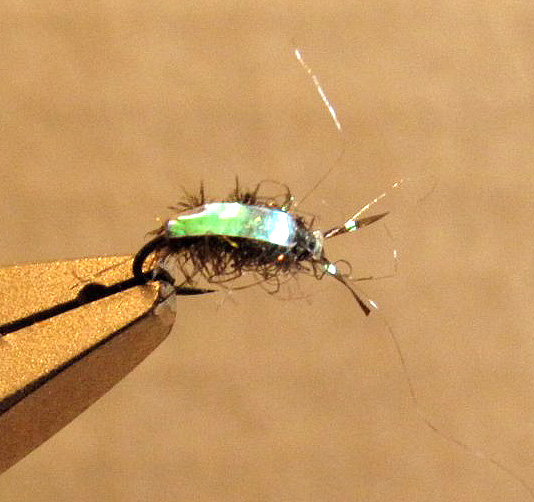 Emerald Sunken Beetle