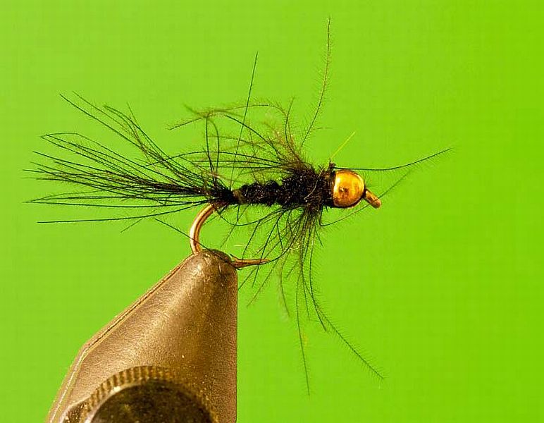 Fly_4_-_CdC_Nymph