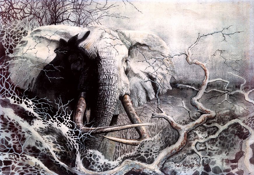 Fly_Fishing_the_Okavango_Delta_1