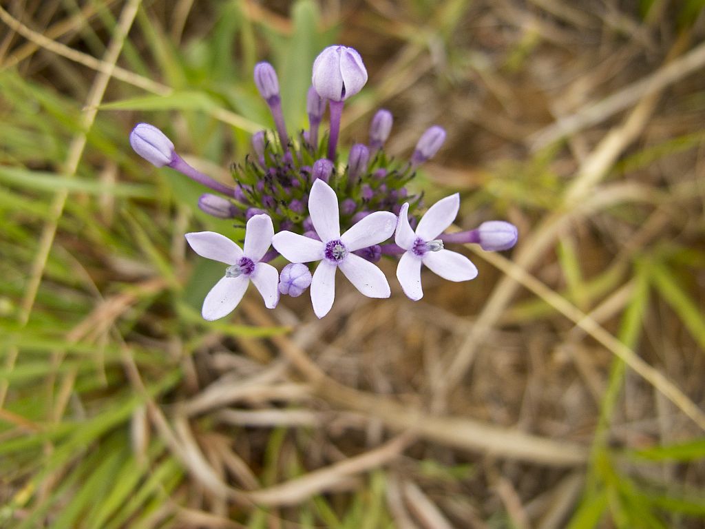 Fly_fishing_Drakensberg_streams_10