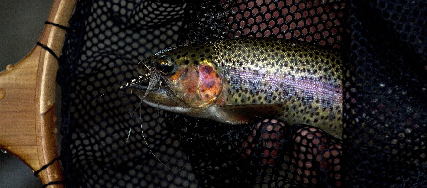 Fly_fishing_Rhodes_Eastern_Cape_13