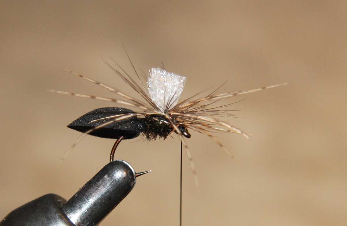 Freds_spider_pattern