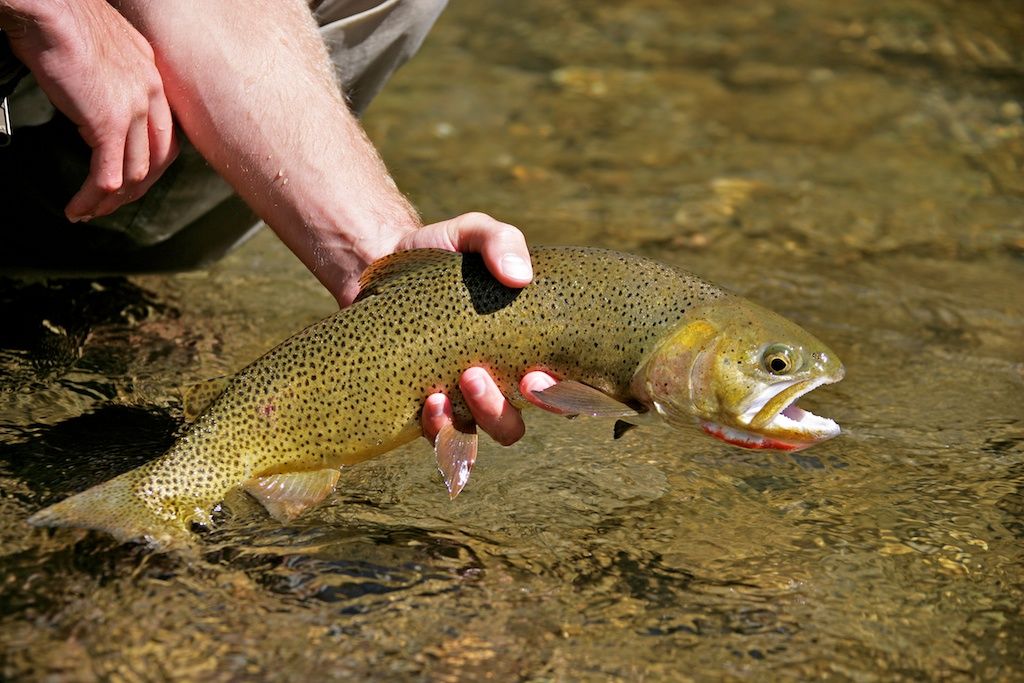 George_Brits_Photo_Bitch_Creek_Idaho_2
