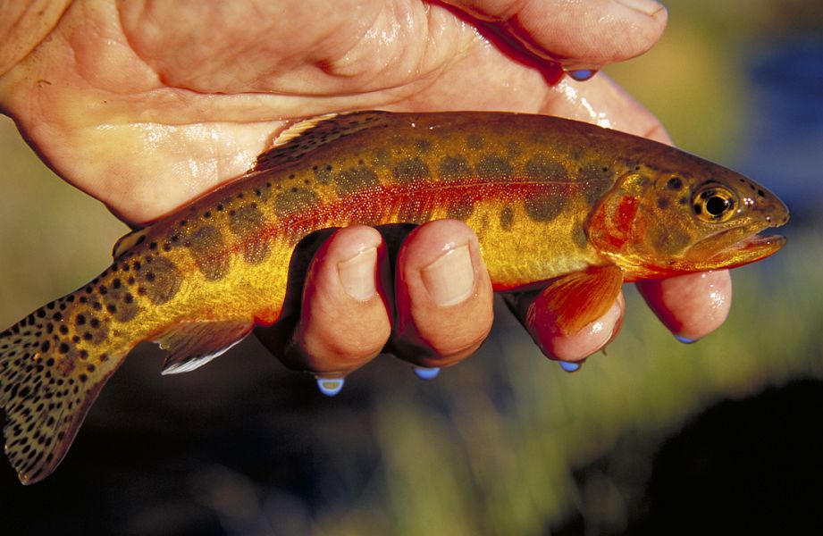 Golden_trout-Valentine_Atkinson_1
