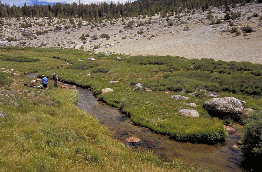 Golden_trout-Valentine_Atkinson_3