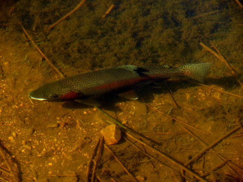 Jan_Korrubell_Lone_rainbow_KZN