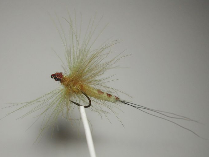 May_Fly_tube_body_spent_CDC