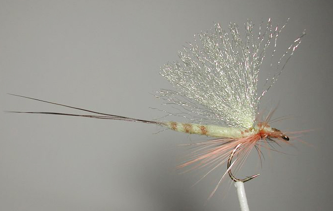 May_fly_poly