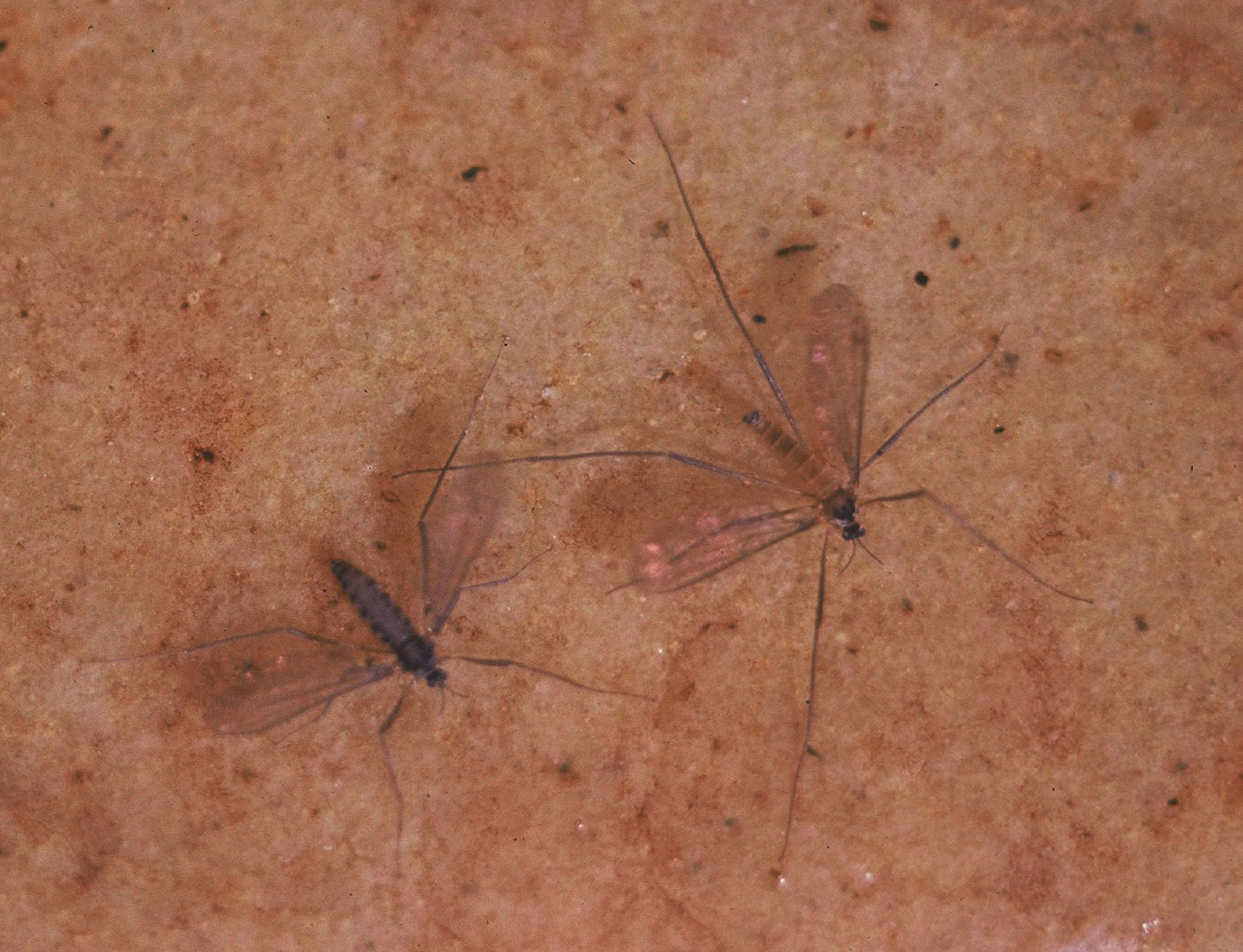Net-winged_Midge-1