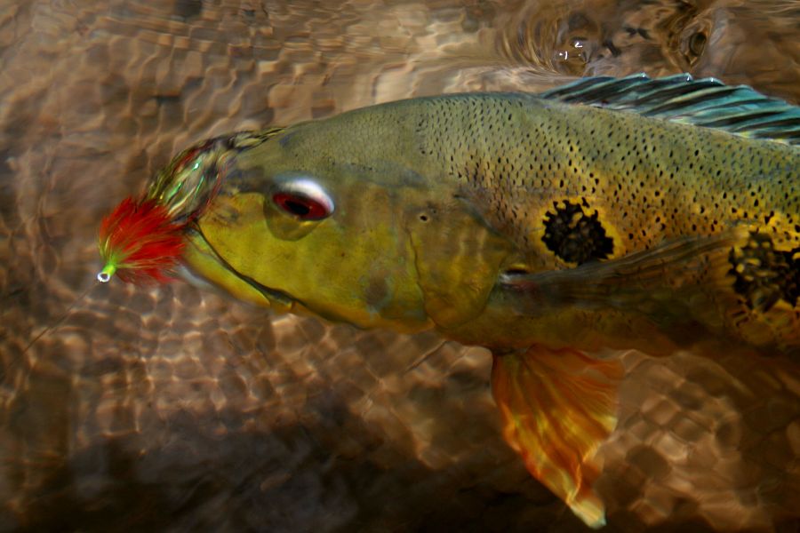 Peacock_Bass_Amazon_-1_Jonathan_Boulton