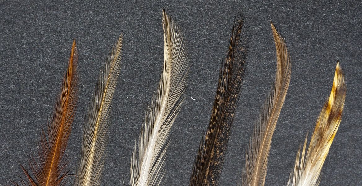 RAB_1-18_VARIOUS_RAB_HACKLES1_1