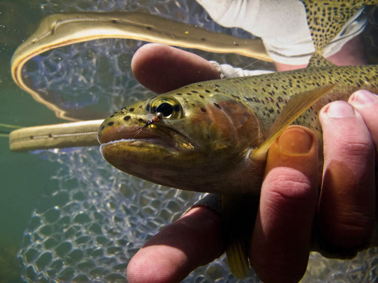 Sterkspruit rainbow in hand