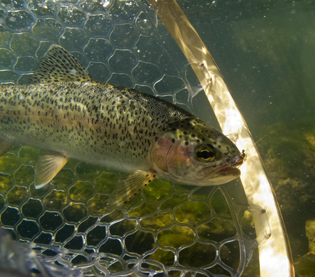 Sterkspruit rainbow taken on a CDC and Squirrel nymph