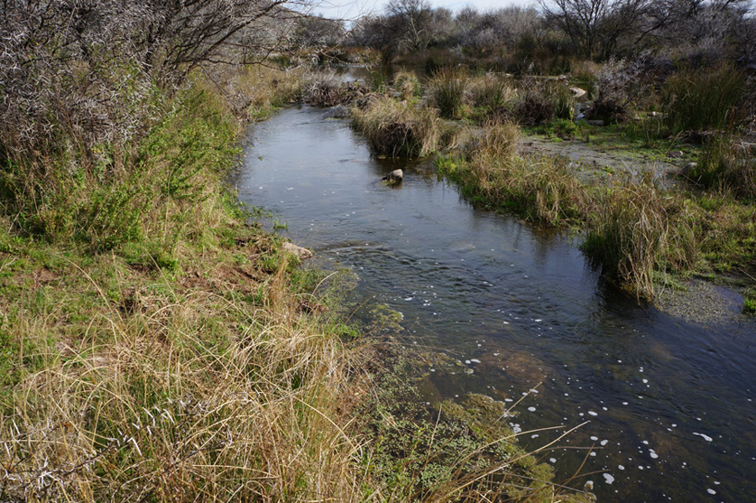 Stream on Millard Karoo