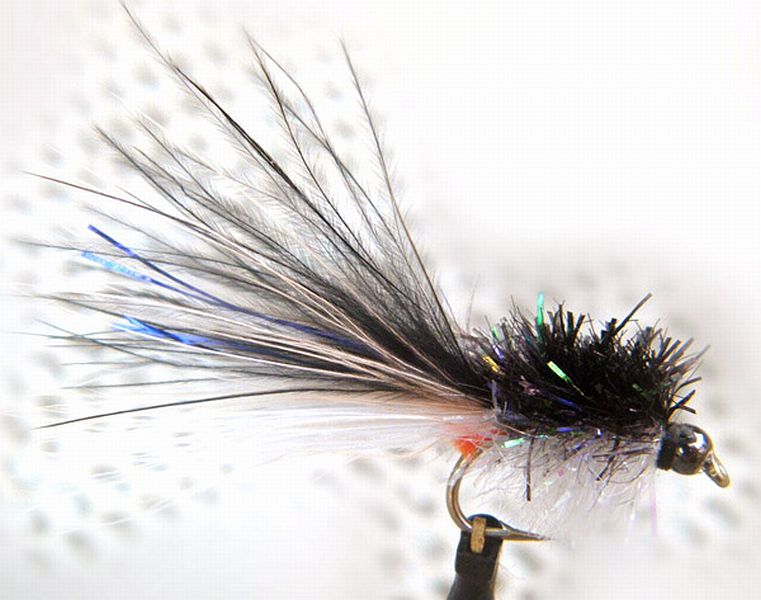 Tadpole_BB