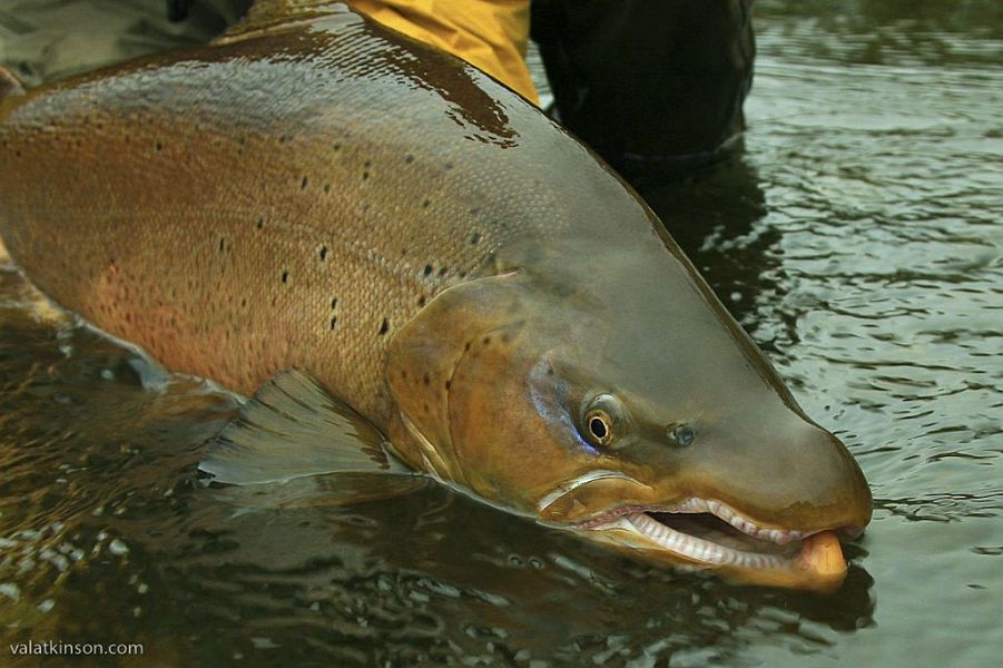 Terra_del_Fuego_Val_Atkinson_1