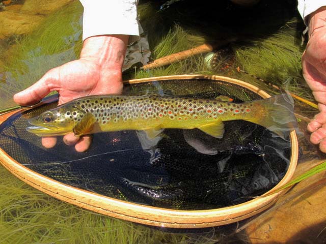 The_Witte_River_Western_Cape_6