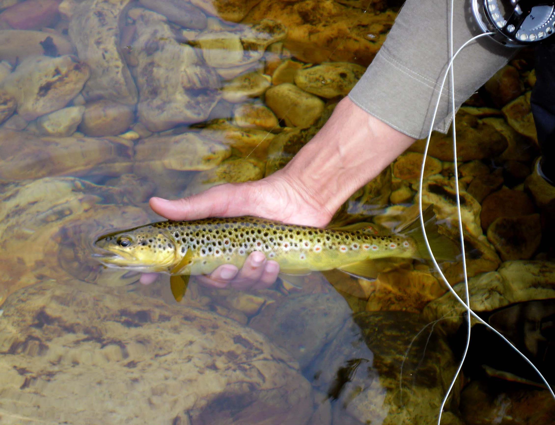 Witte_River_Western_Cape_3