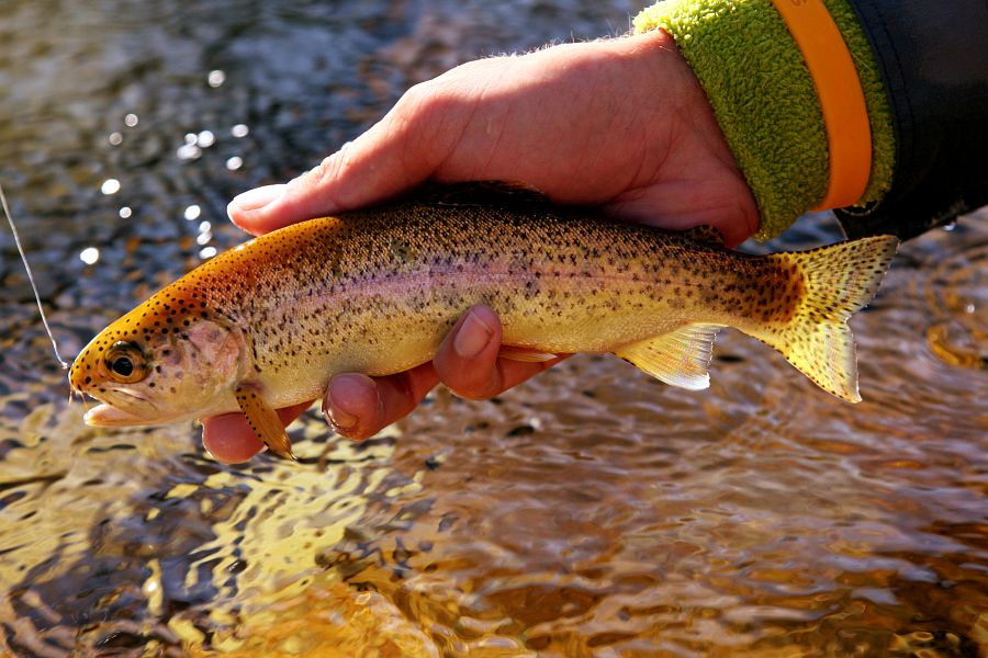 trout 12 (5)