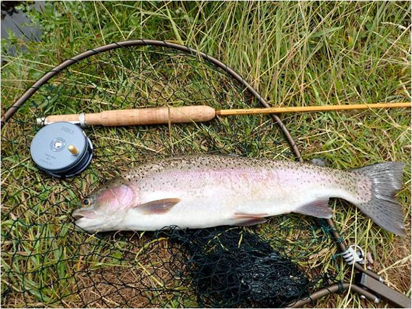 5  Dace on Thames Picture1