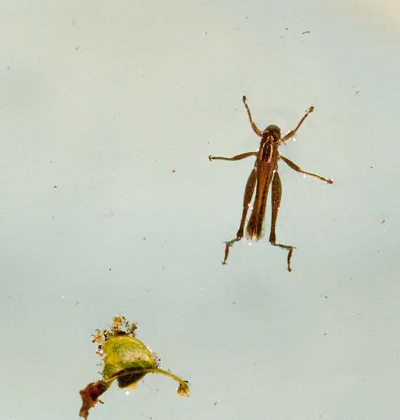 Hopper in water