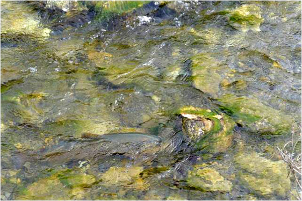 12 Little stream Picture1