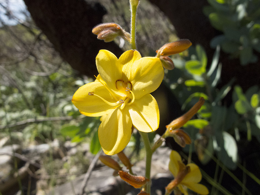 4 Andrew Fowler Wild Iris