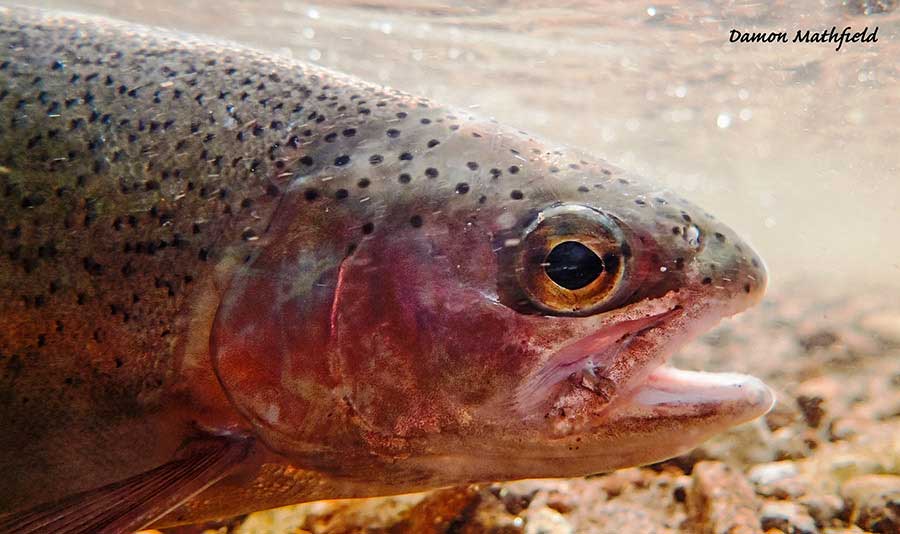 4 fish1 edited 1