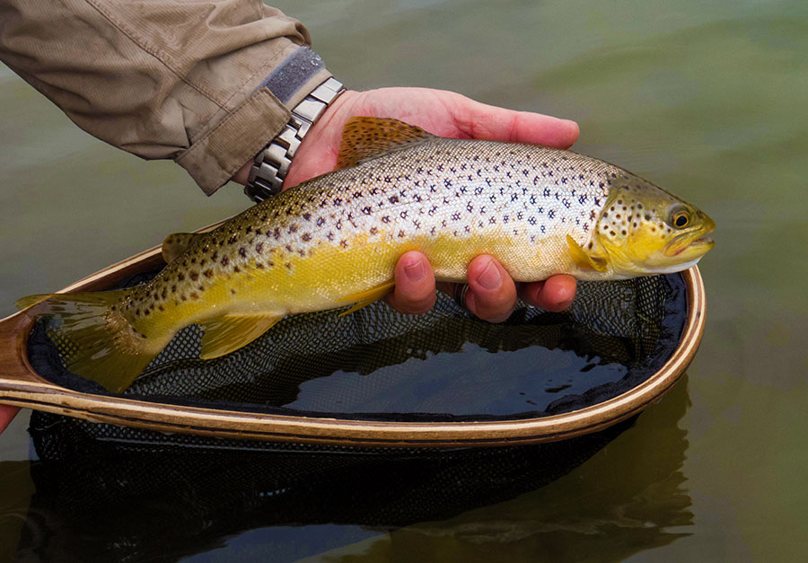 9 Brown trout from Bushmans river