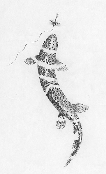Sipping trout sketch