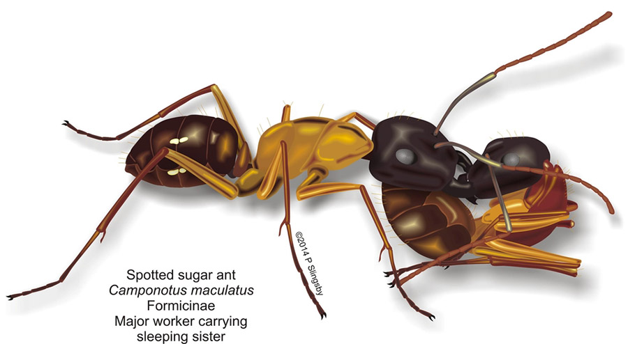 10 Componutus maculatus