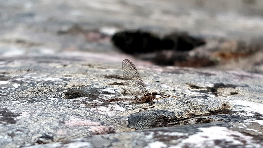 11 Witels mayfly
