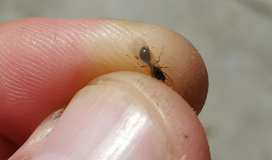 14 Fire Ant