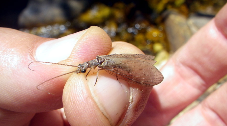 4 Smalblaar Dobsonfly