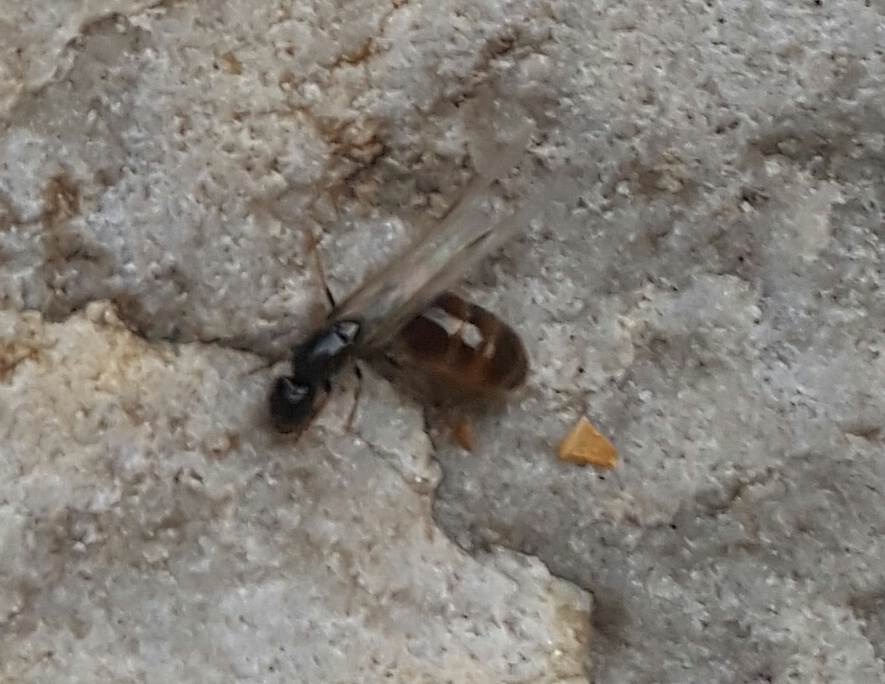 9 Witels ant