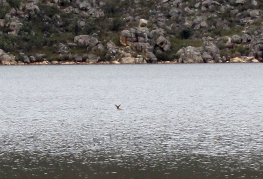 Cape Grysbok saved 2