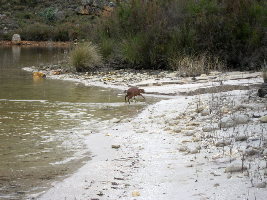 Cape Grysbok saved 8