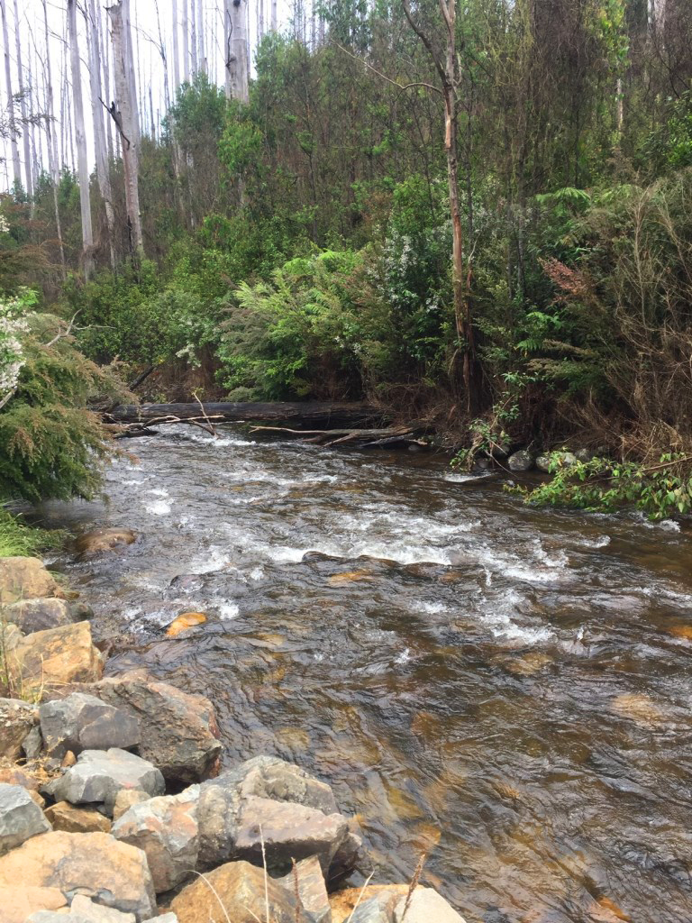 12 Taggerty River 01