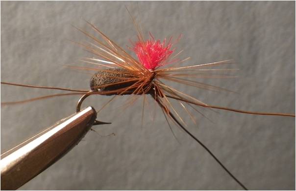 WOLFSPIDER