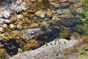 Spotting Trout - Part 8