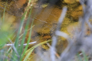 Spotting Trout - Part 9