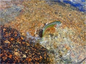 More on Golden Trout in the Sierras from Ian Douglas
