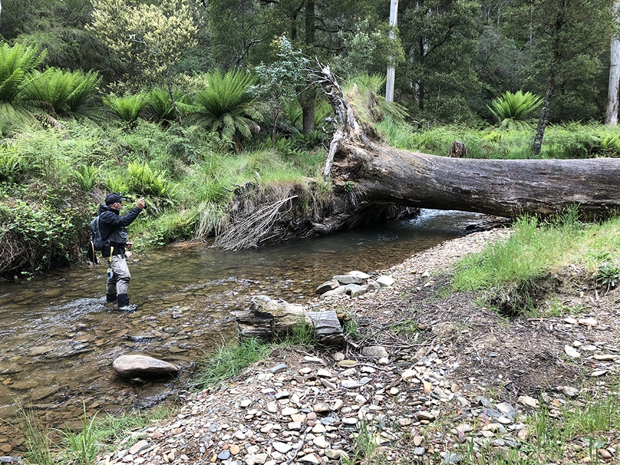 New 3wt delivers on first outing (small stream fishing) : r/flyfishing